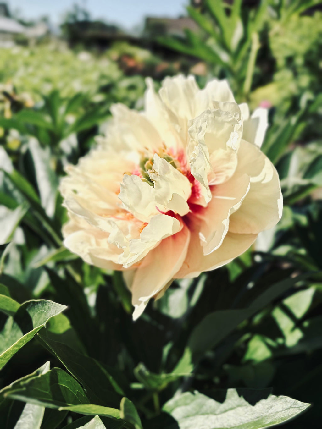 Tightening peony mist