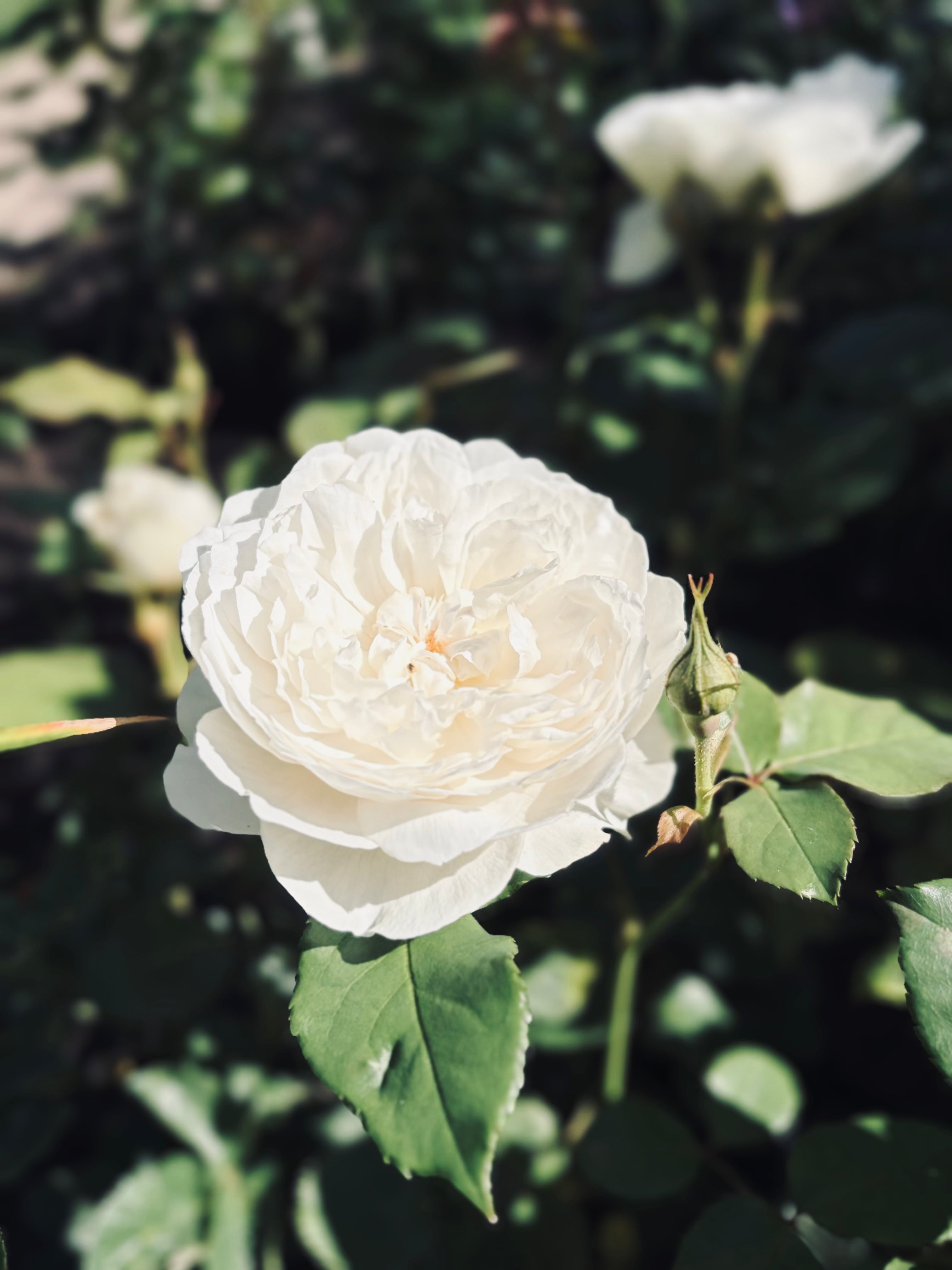 Hydrating rose mist